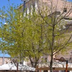 Matera