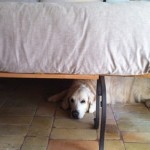 L’Arturo
