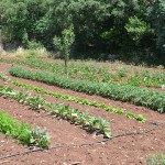 Parco della Vigna