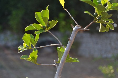 Giardini di Pomona