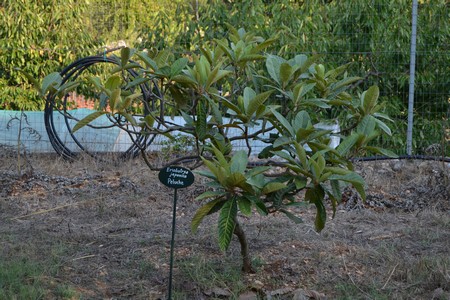 Giardini di Pomona