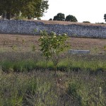 Giardini di Pomona