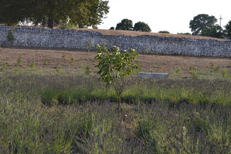 Giardini di Pomona