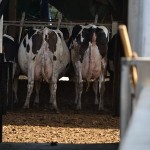 masserie