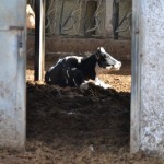 masserie