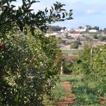 Martina Franca
