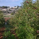 Martina Franca