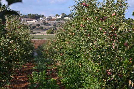 Martina Franca
