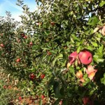 Martina Franca