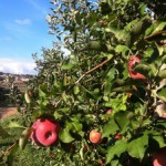 Martina Franca