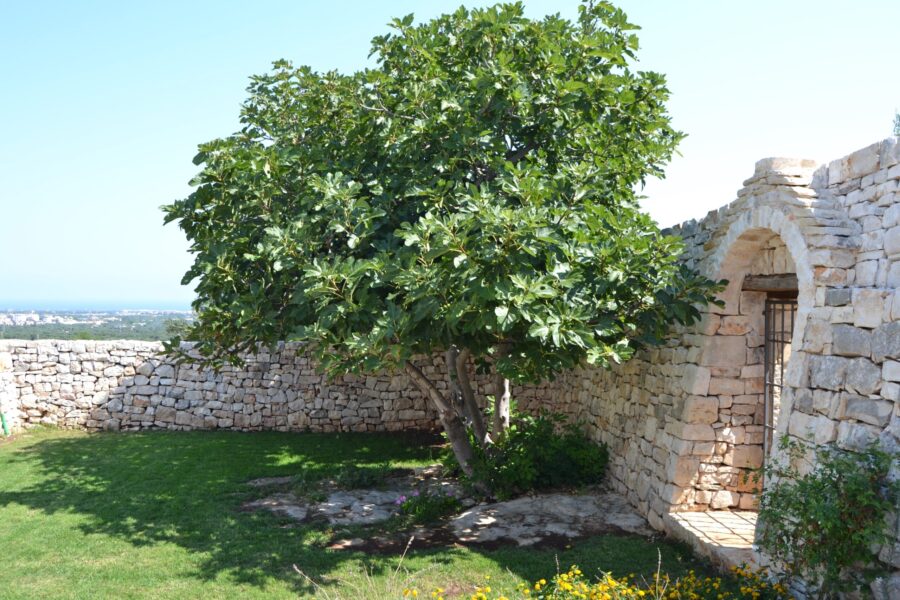 Masseria Casaburo