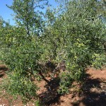 TerritOlio