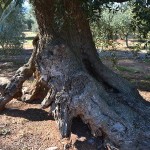 TerritOlio