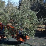 TerritOlio