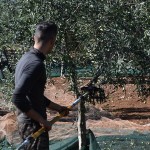 TerritOlio