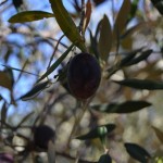 TerritOlio