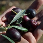 TerritOlio
