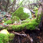 escursione gravina puglia (12)
