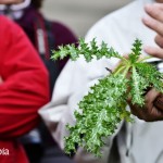 pianta-spontanea-commestibile(1)