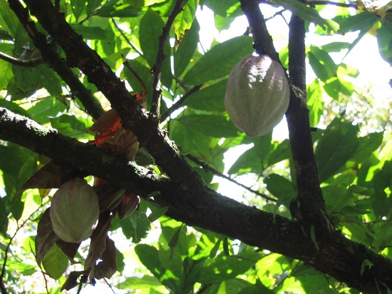 Alle radici del cacao cacao