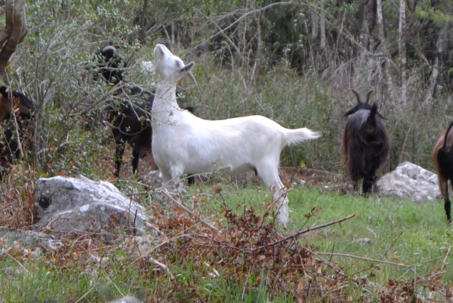 Stalle di Giurò