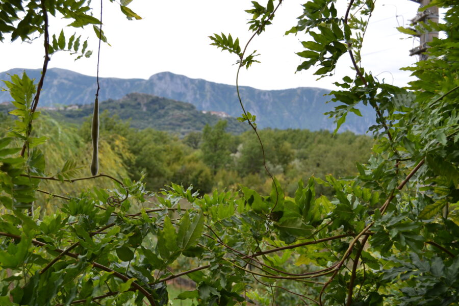 Stalle di Giurò