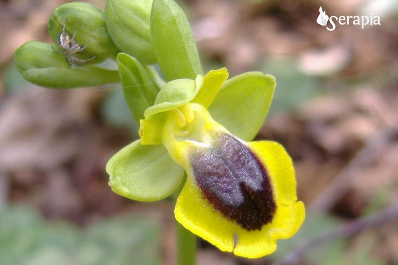 Tutti i colori della primavera orchidea