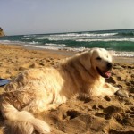 spiaggia