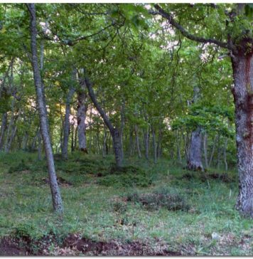 Su e giù per la Lucania fuori strada lucania