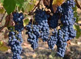 Vini e cucina vini