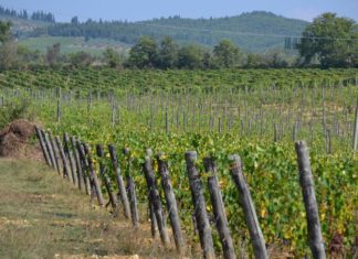 Voglia d’Italia 6: viaggio in Toscana vini