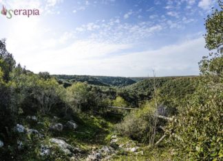 Ponte di Ognissanti con Serapia ognissanti nel bosco