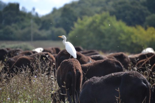 Maremma
