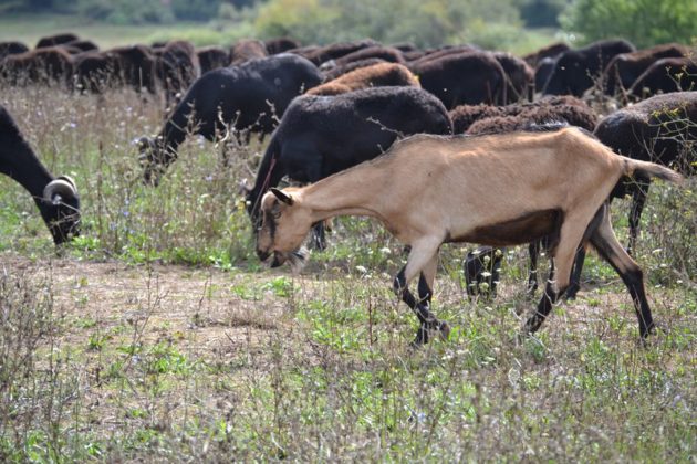 Maremma