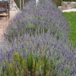 la lavanda della casa degli uccellini