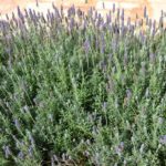 la lavanda della casa degli uccellini