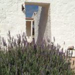 la lavanda della casa degli uccellini