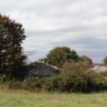 la lavanda della casa degli uccellini