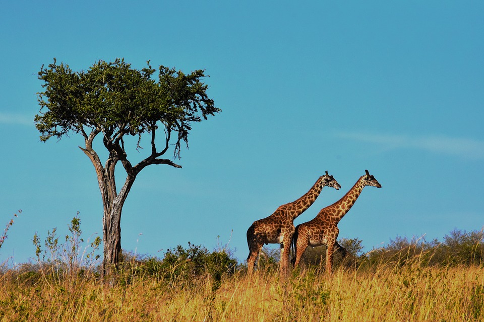 wildlife-1536582_960_720