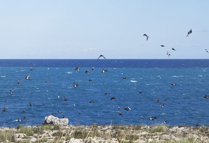 cooperativa-serapia-mare