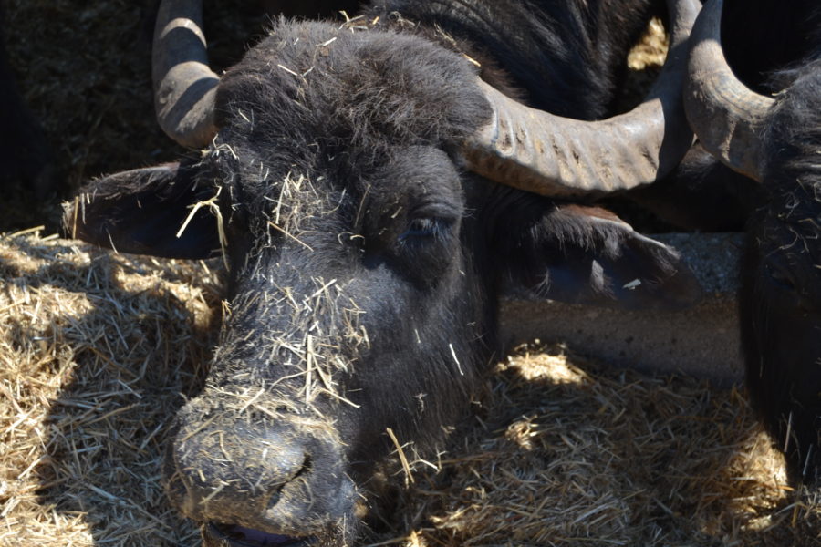 bufale