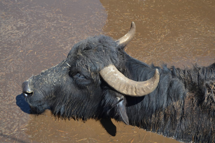 bufale