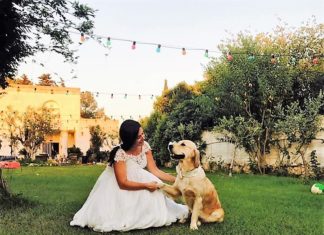 On the altar to 4-legged and 4-paws wedding