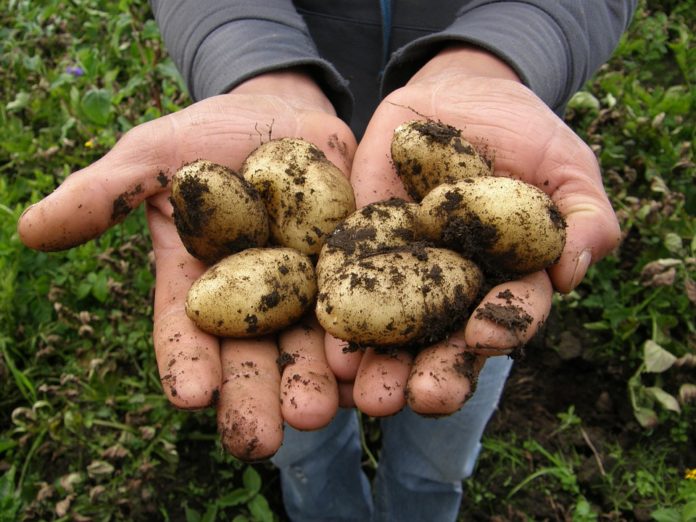 patate