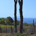 Tenuta delle Ripalte