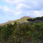 Tenuta delle Ripalte
