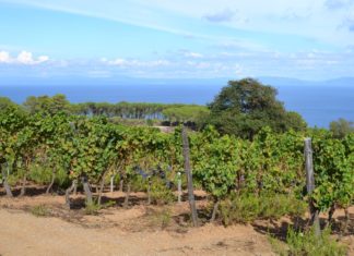 Tenuta delle Ripalte: qui parla la natura vino