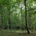 alberi
