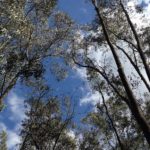 alberi