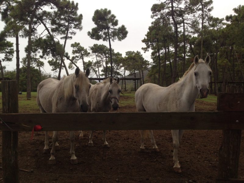 Tenuta delle Ripalte